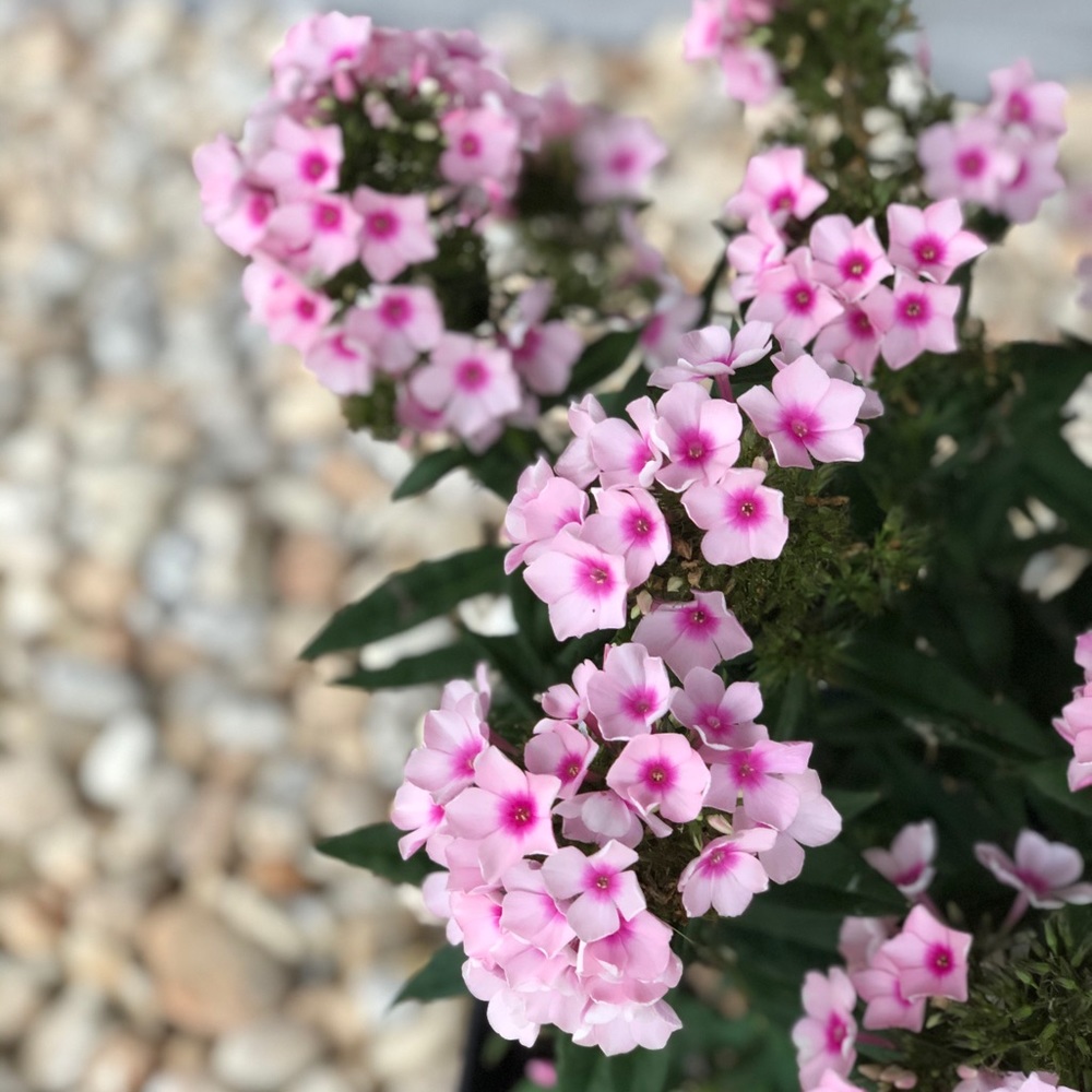 Meet your Posher, Alma